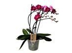Phalaenopsis Multiflora Orchidee paars, Verzenden