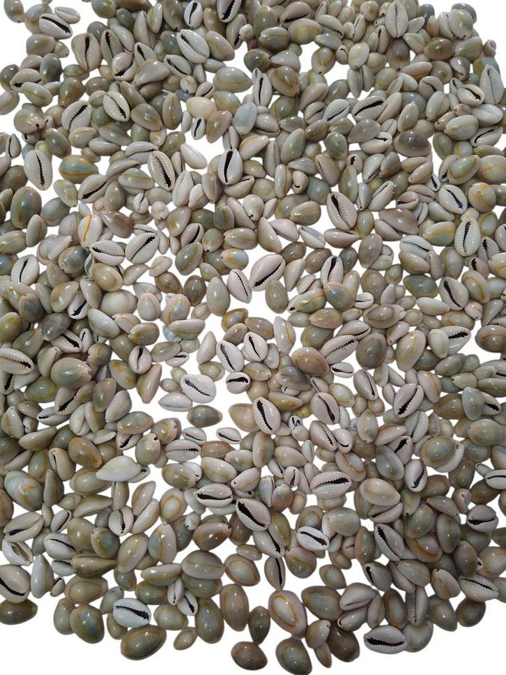 Cypraea Annulus schelpen Grijs ca. 1 kilo, Hobby en Vrije tijd, Knutselen, Nieuw, Ophalen of Verzenden