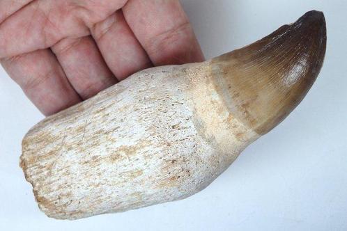 Mosasaurus - Gefossiliseerde kaak - Leiodon anceps - Fossil, Verzamelen, Mineralen en Fossielen