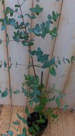 Gomboom Eucalyptus - Warentuin Natuurlijk, Tuin en Terras, Planten | Tuinplanten, Verzenden