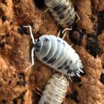 Isopod Porcellio laevis Dairy Cow, Dieren en Toebehoren, Insecten en Spinnen