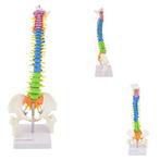 Anatomie model wervelkolom, didactisch, 40 cm, Verzenden, Nieuw