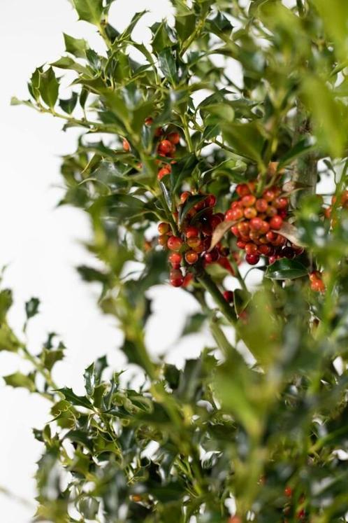 Hulst / Ilex Aquifolium Alaska 80-100 cm, Tuin en Terras, Planten | Struiken en Hagen
