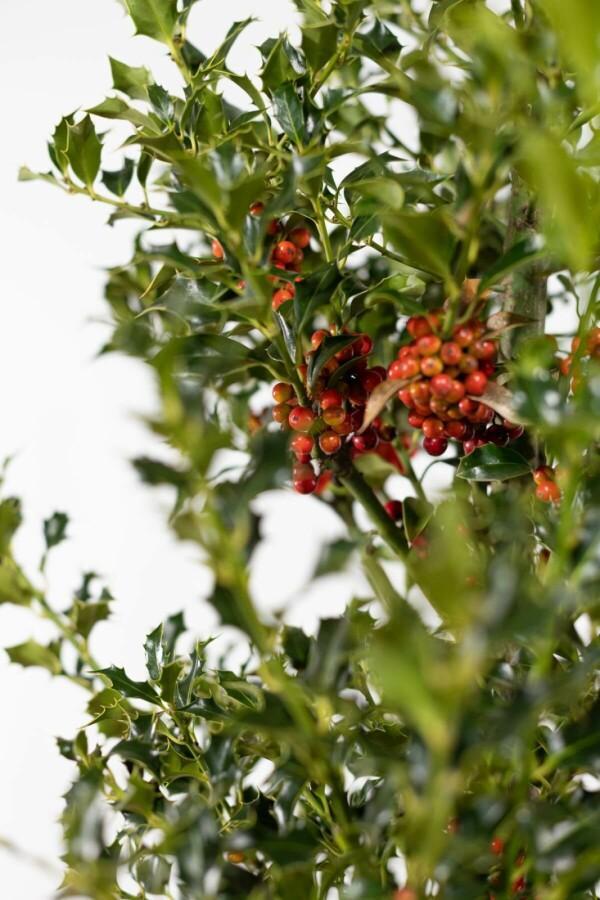 Hulst / Ilex Aquifolium Alaska 80-100 cm, Tuin en Terras, Planten | Struiken en Hagen