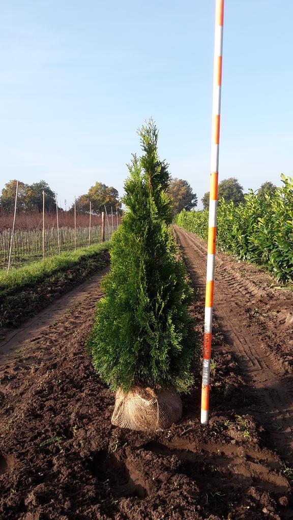 Thuja Occidentalis Smaragd Haagplanten Coniferen, Tuin en Terras, Planten | Struiken en Hagen, Conifeer, Struik, 100 tot 250 cm