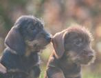 prachtige ruwharige teckel pups choco en wildkleur, Parvo, Standaard, Nederland, 8 tot 15 weken