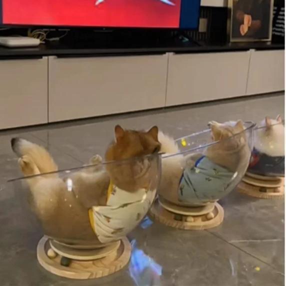 Kattenbed met Capsule – Afneembare Hangmat en Slaapnest, Dieren en Toebehoren, Kattenmanden, Nieuw, Verzenden