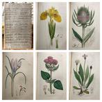 James Sowerby - English Botany with 117 Hand coloured plates, Antiek en Kunst, Antiek | Boeken en Bijbels