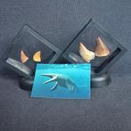 Dinosaurus Tand - Mosasaurus - 11 cm - 5 cm - 11 cm - (4), Nieuw