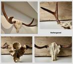 Hert Schedel met gewei - Dama - 29 cm - 70 cm - 38 cm - (1), Antiek en Kunst, Curiosa en Brocante