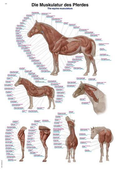 Anatomie poster spieren paard (kunststof-folie, 70x100 cm), Sport en Fitness, Overige Sport en Fitness, Verzenden