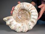 Krijt ammoniet - Gefossiliseerde schelp - Perisphinctes sp., Verzamelen