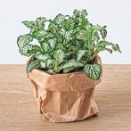 Planten terrarium navulling & Startpakket - Ficus Ginseng bo, Verzenden