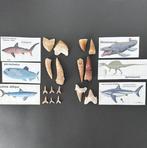 Verzameling van diverse tanden - Fossiele tanden -, Verzamelen, Mineralen en Fossielen