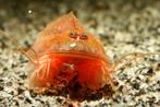 Triops Cancriformis Beni Kabuto eitjes capsule, Dieren en Toebehoren