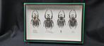 Kevel Taxidermie volledige montage - Goliathus orientalis, Nieuw