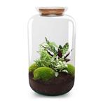 DIY terrarium - Botanical Sven XL -  43 cm, Verzenden, Overige soorten, Halfschaduw, In pot