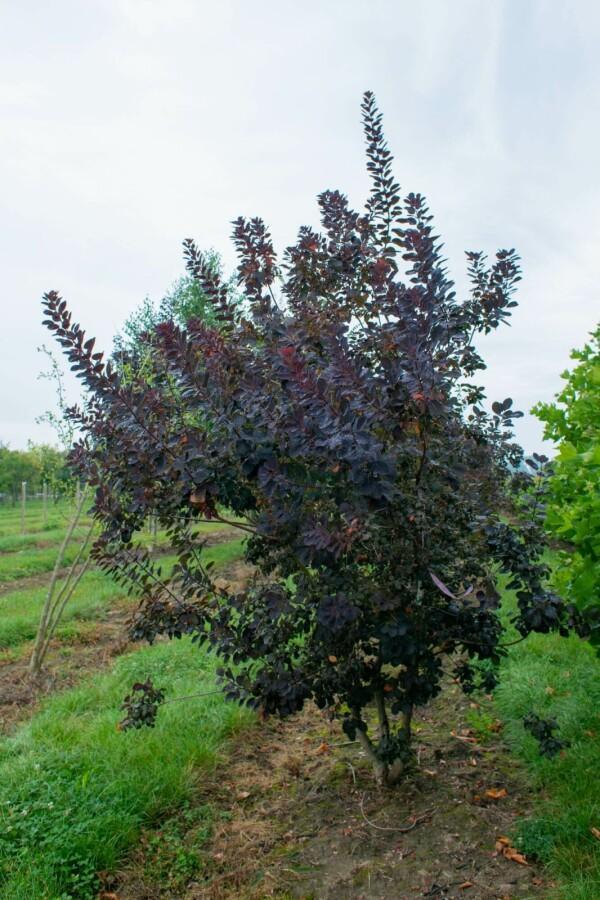 Cotinus coggygria Royal Purple meerstammig, Tuin en Terras, Planten | Tuinplanten