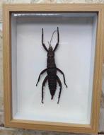 Eurycantha calcarata Taxidermie volledige montage -, Nieuw