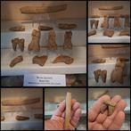 Grotbeer Verzameling - Fossiele matrix - Ursus spelaeus, Verzamelen, Mineralen en Fossielen