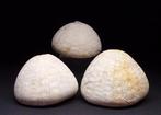 Zee-egel - Gefossiliseerd dier - Echinocorys sulcatus - 5.6, Verzamelen, Mineralen en Fossielen