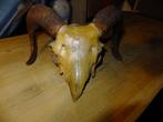 Ramschedel met hoorns, Verzamelen, Dierenverzamelingen, Ophalen, Gebruikt, Overige soorten, Gewei of Kop
