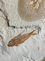 Pijlstaartrog - Fossiel skelet - Cyclobatis - 20 cm - 25 cm, Verzamelen, Mineralen en Fossielen