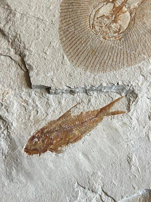 Pijlstaartrog - Fossiel skelet - Cyclobatis - 20 cm - 25 cm, Verzamelen, Mineralen en Fossielen