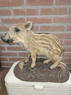 Notenkraker Taxidermie volledige montage - Nucifraga, Verzamelen, Dierenverzamelingen, Nieuw