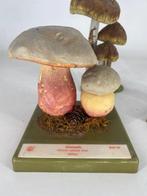 Somso - paddestoel - didactisch lesgeeief Schedel - Agaricis, Nieuw