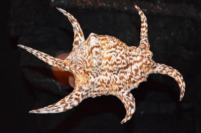 Zeeslak Zeeschelp - M-991 HARPAGO CHIRAGRA (Zonder, Verzamelen, Dierenverzamelingen