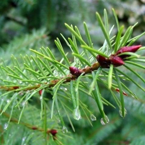 Geurolie Dennen voor melts kaarsen en zeep 20 ml, Hobby en Vrije tijd, Knutselen, Nieuw, Ophalen of Verzenden
