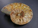 Ammoniet - Gefossiliseerde schelp - Aioloceras (Cleoniceras)