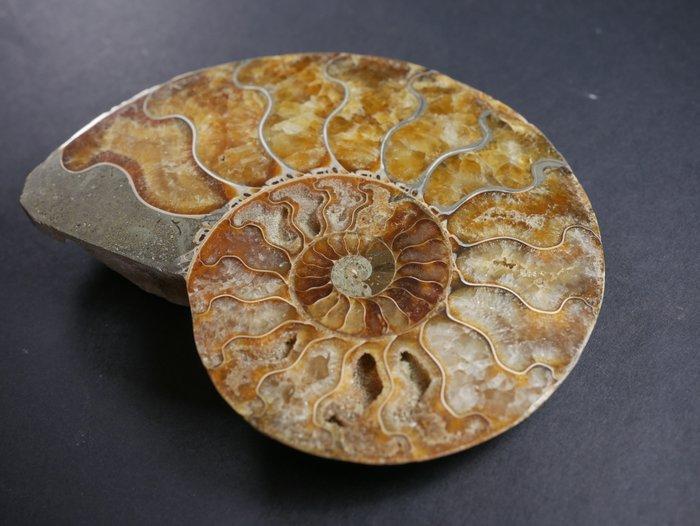 Ammoniet - Gefossiliseerde schelp - Aioloceras (Cleoniceras), Verzamelen, Mineralen en Fossielen