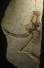 Dinosaurus - Fossiel skelet - Anchiornis - 51 cm - 30.2 cm