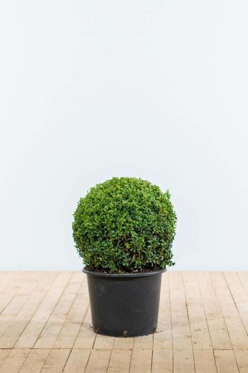 Buksbomen / Buxusbol 50-60 cm, Tuin en Terras, Planten | Struiken en Hagen