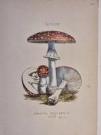 Claude Casimir Gillet (1806-1896) - Lot. of 16 tavole Les, Antiek en Kunst