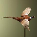 Fazant Vliegend Taxidermie Opgezette Dieren By Max, Verzamelen, Dierenverzamelingen, Ophalen of Verzenden, Nieuw, Vogel, Opgezet dier