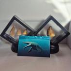 Dinosaurus Tand - Mosasaurus - 7 cm - 5 cm - 7 cm - (4)