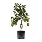 Citrus Lemon - Ø22cm - 80cm, Verzenden, Nieuw