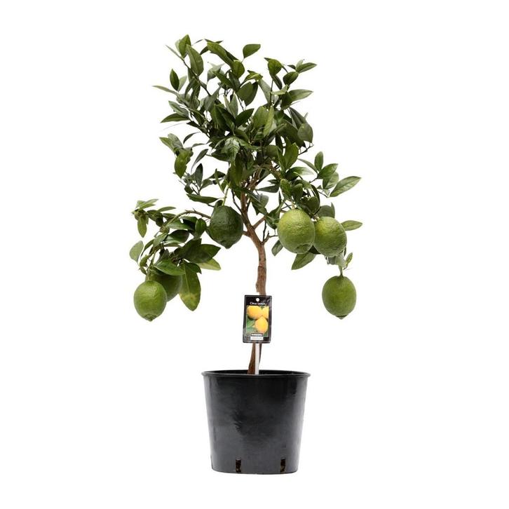 Citrus Lemon - Ø22cm - 80cm, Huis en Inrichting, Woonaccessoires | Overige, Nieuw, Verzenden