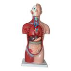 Anatomie model torso met organen, 18-delig, 42 cm, Verzenden, Nieuw