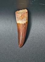 Spinosaurus - Gefossiliseerd dier - Spinosaur Aegyptiacus -