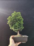 Hinoki cipres bonsai (Chamaecyparis obtusa) - Hoogte (boom):