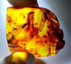 FOSSIEL-ONDERDEELEND!! Dominicaanse barnsteen - 60 ct- 12 g