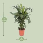 Caryota Mitis - Ø24cm - 110cm, Tuin en Terras, Verzenden