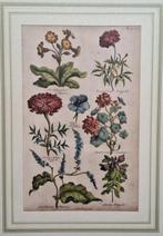 Sir John Hill (1714-1775) - The Vegetable System