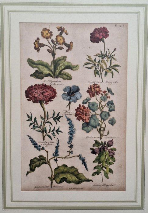 Sir John Hill (1714-1775) - The Vegetable System, Antiek en Kunst, Antiek | Overige Antiek