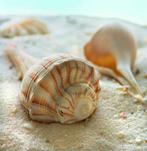 Kunstdruk Donna Geissler - Beach Shell III 30x30cm, Nieuw, Verzenden