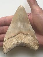 Megalodon tand 11,9 cm - Fossiele tand - Carcharocles